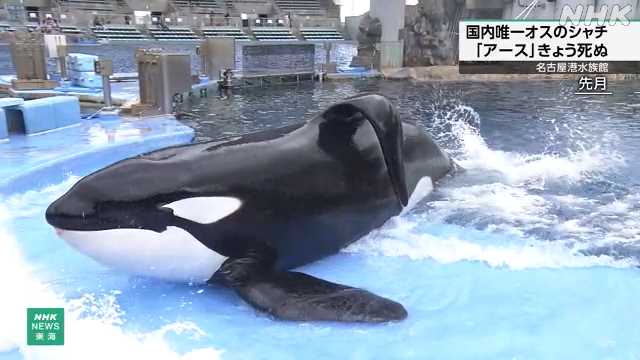 名古屋港水族館でのシャチの様子
