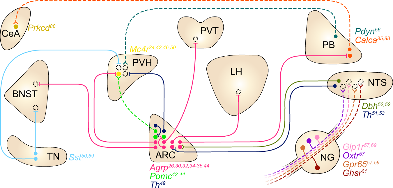 Brain circuits for promoting homeostatic and non-homeostatic appetites |  Experimental & Molecular Medicine