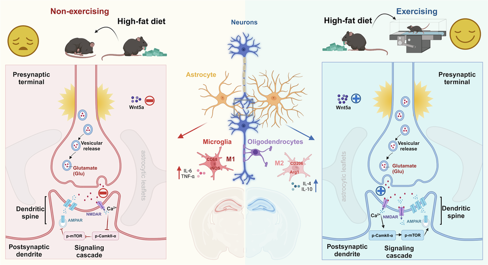 Regular exercise ameliorates high-fat diet-induced depressive-like  behaviors by activating hippocampal neuronal autophagy and enhancing  synaptic plasticity | Cell Death & Disease