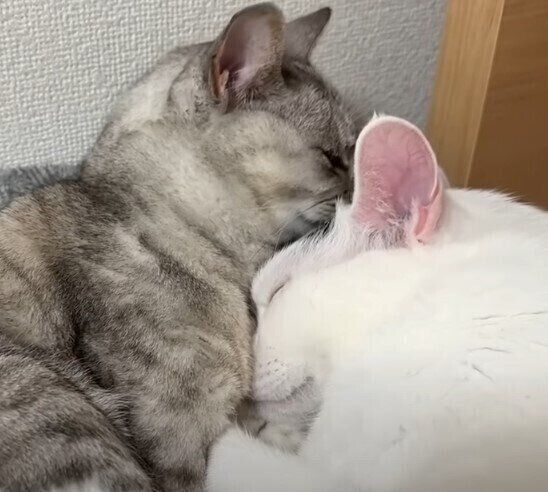 姉猫に甘える大きな弟猫がかわいい 「やさしいお姉ちゃん大好きニャ……」|ねこのきもちWEB MAGAZINE