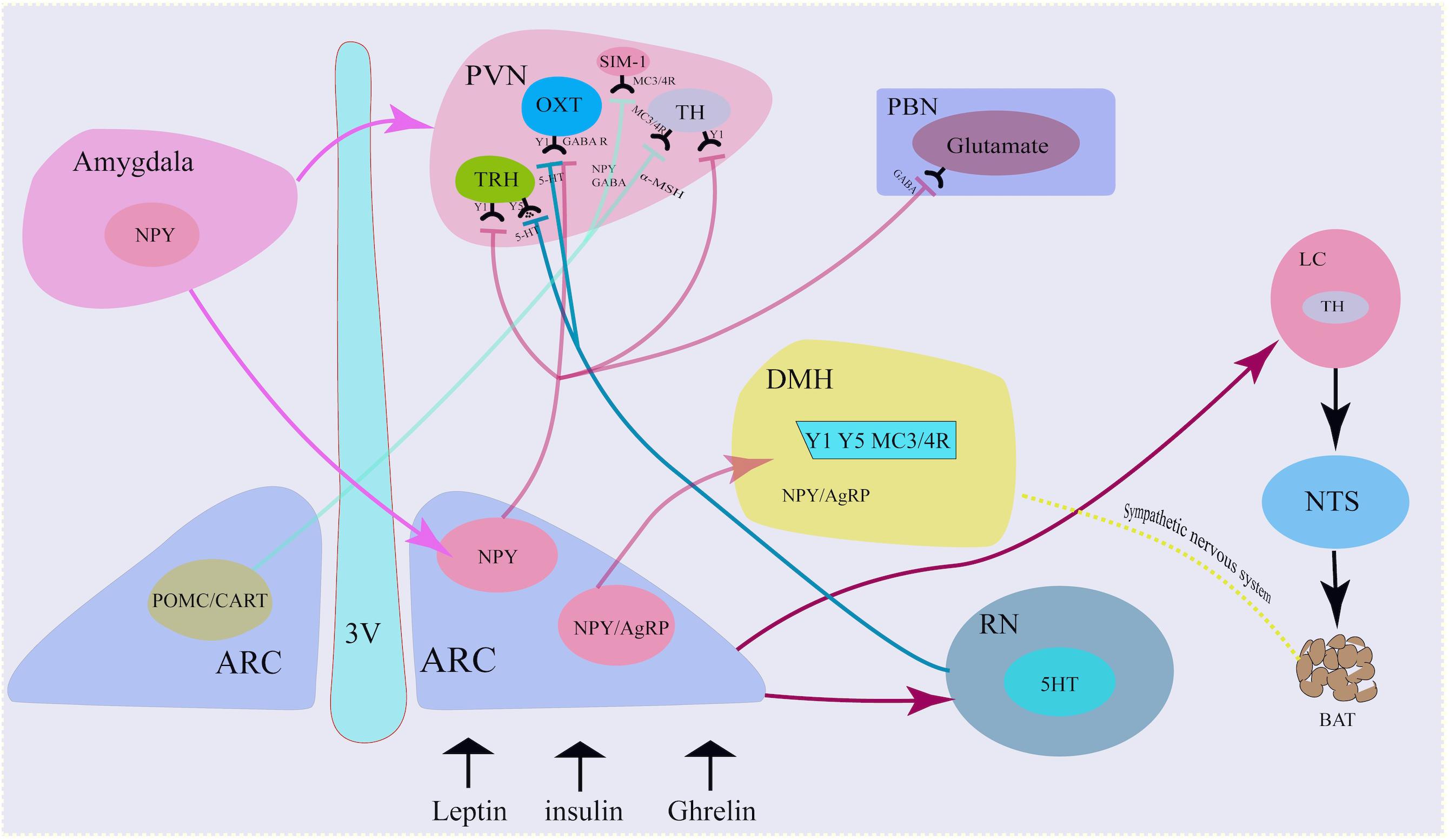 Frontiers | Neuropeptide Y and Metabolism Syndrome: An Update on  Perspectives of Clinical Therapeutic Intervention Strategies